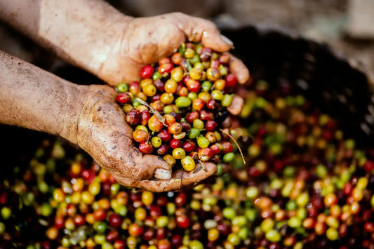 A brief overview of Coffee Varieties: Flavour Profiles and Characteristics