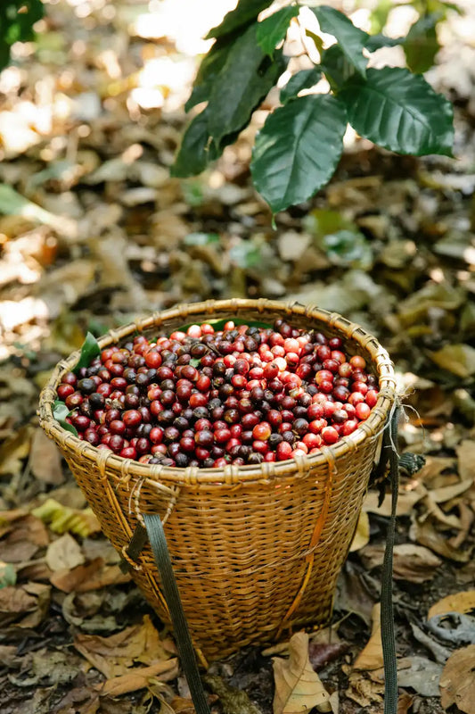 From Cherry to Brew: A Guide to Harvesting and Processing Coffee.