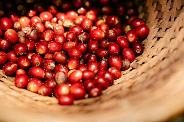 Single Origin