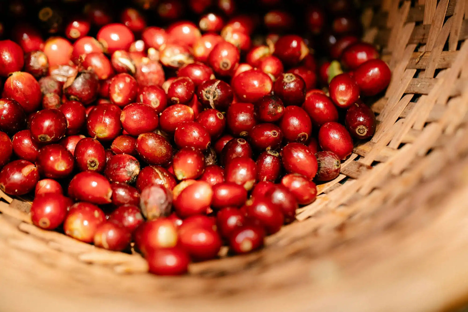 Basket filled with red coffee cherries